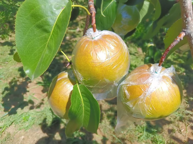 山西运城精品玉露香梨，口感脆甜，水分大进口化渣耐运输储存