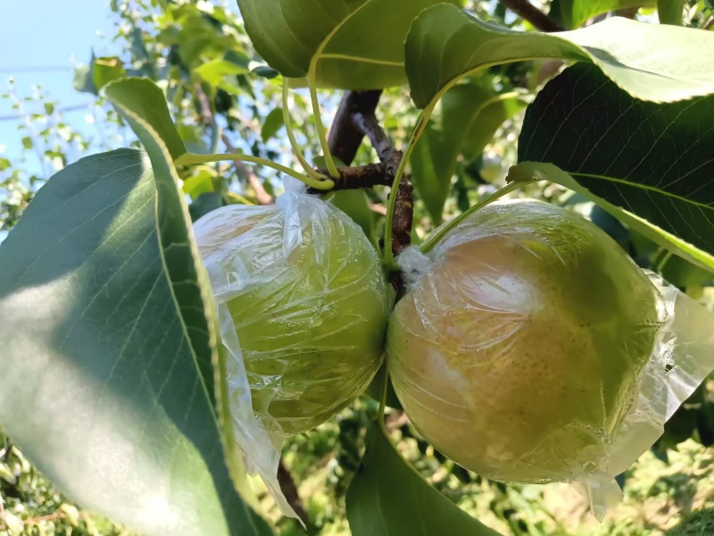 山西运城精品玉露香梨，口感脆甜，水分大进口化渣耐运输储存