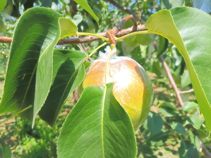 山西运城精品玉露香梨，口感脆甜，水分大进口化渣耐运输储存