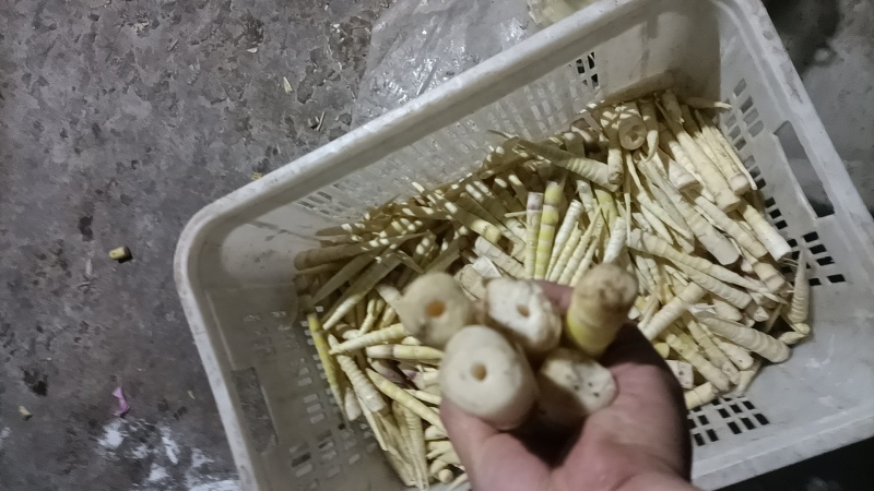 八月笋