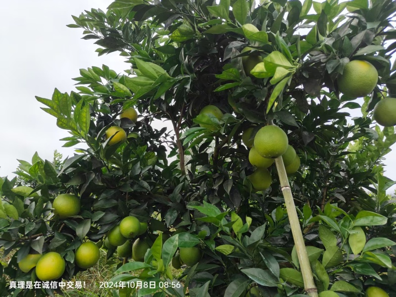精品纽荷尔脐橙果大皮薄，果面干净，保质保量欢迎致电咨询