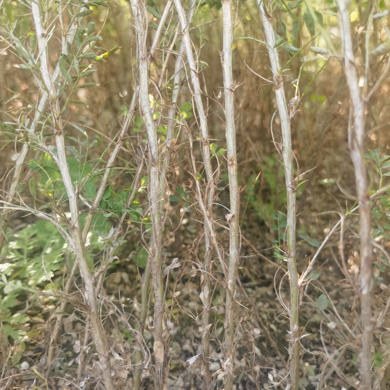 柠条（锦鸡儿）苗，基地自产自销。