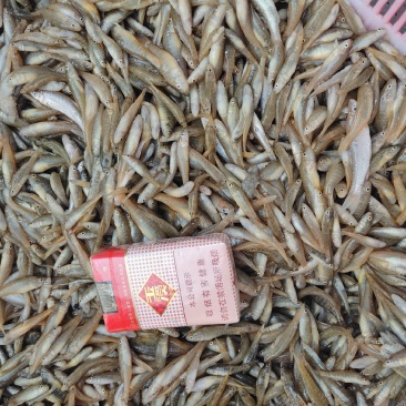 山根鱼小黄鱼山坑鱼爬地虎鱼！