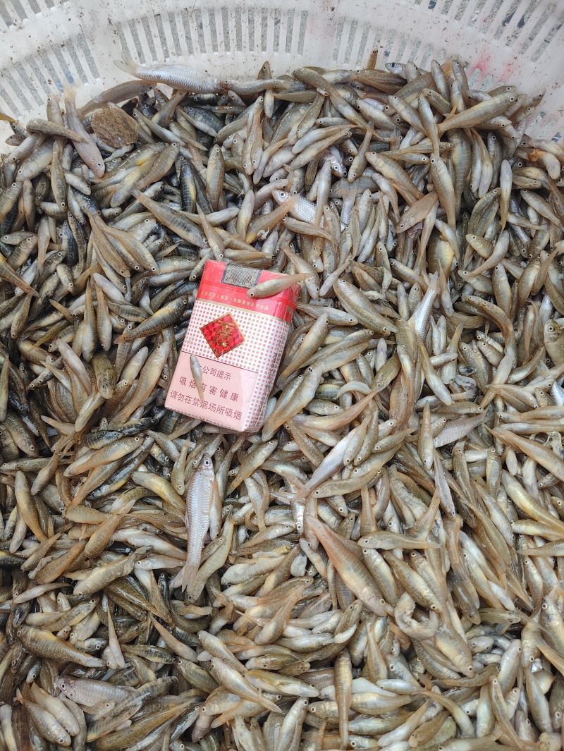 山根鱼小黄鱼山坑鱼爬地虎鱼！