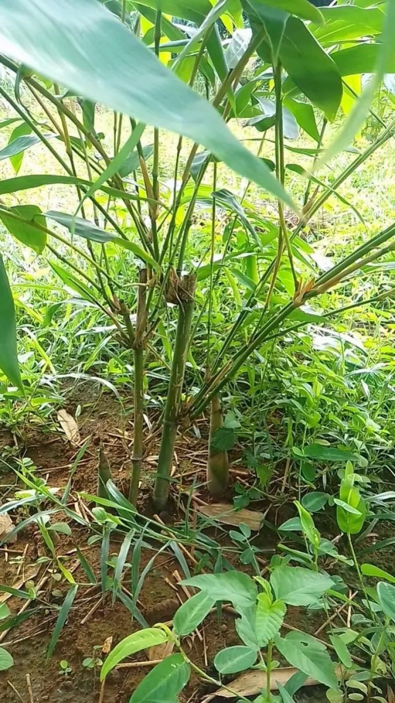 麻竹苗