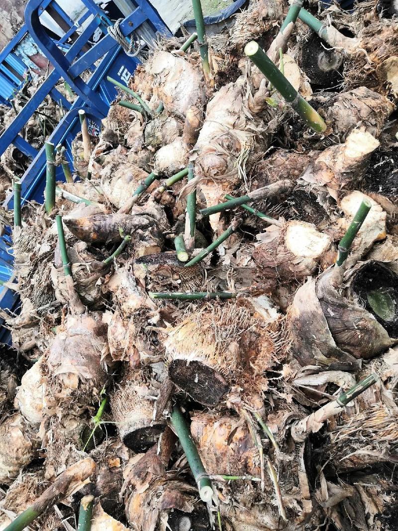 麻竹苗
