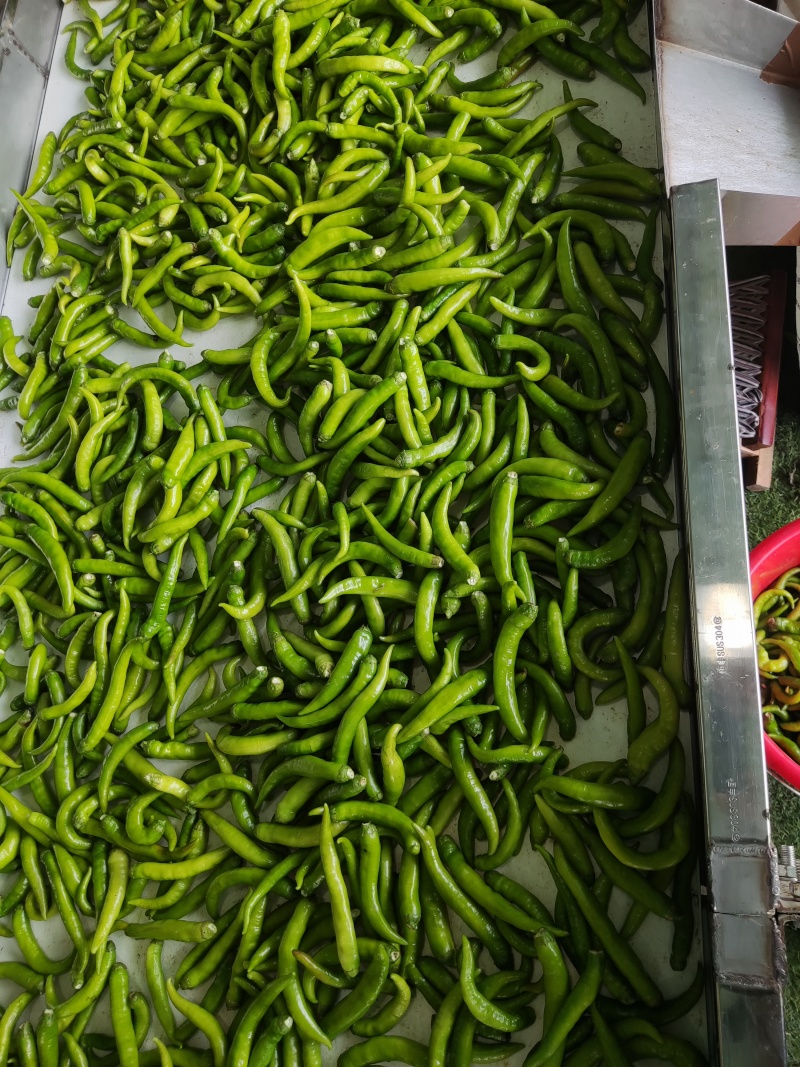 泡辣椒，杭椒，红杭椒，线椒，好产量，好品质，加工厂直供