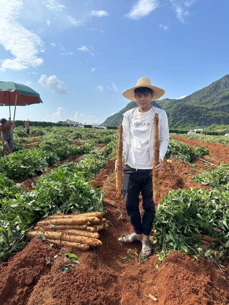 广西白鬼山药，黑鬼大量上市了，可供市场，社区团购，电商，