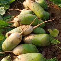 青萝卜