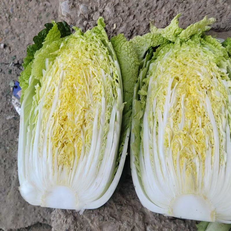 精品娃娃菜大量有货