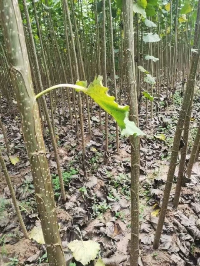 吉德杨杨树苗，无絮杨，吉德杨，南林3412，3804，