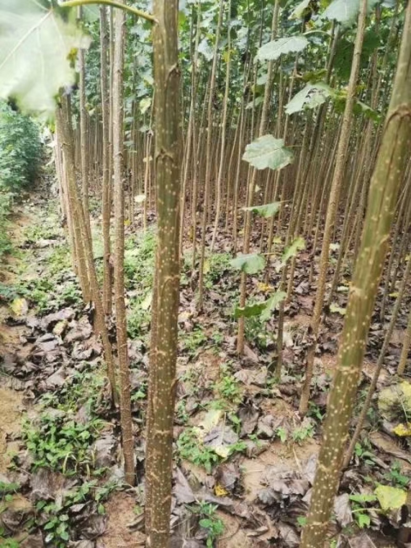 吉德杨杨树苗，无絮杨，吉德杨，南林3412，3804，