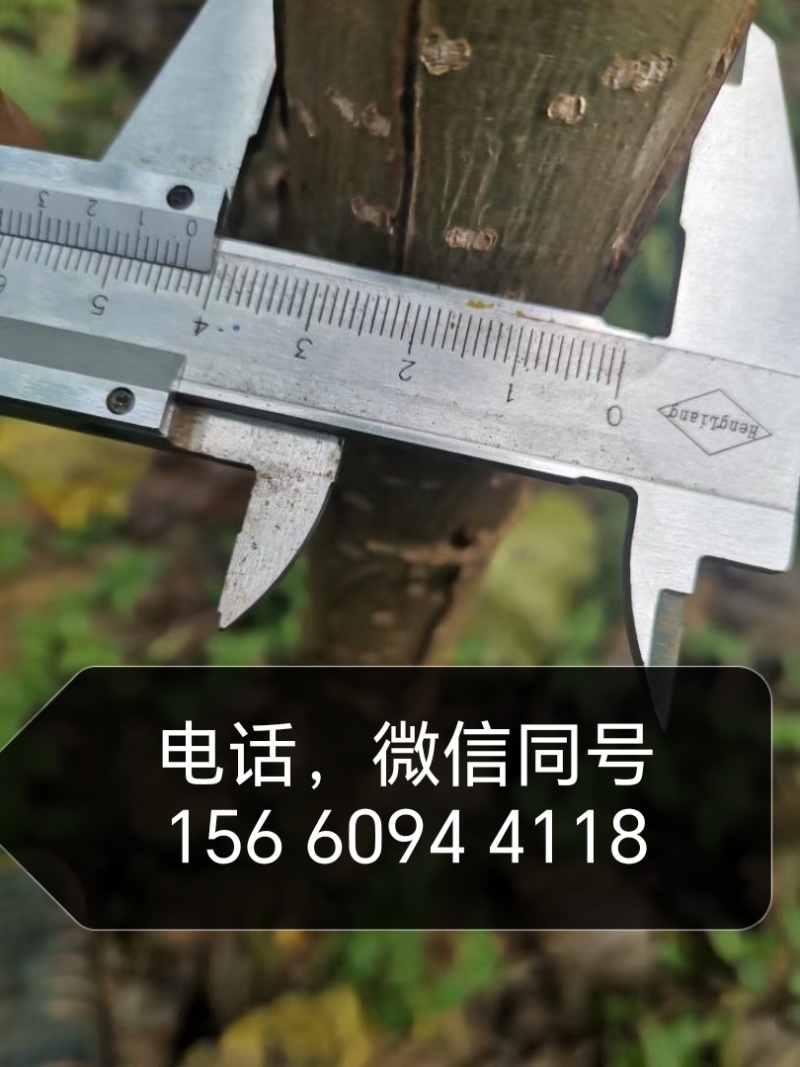 吉德杨杨树苗，无絮杨，吉德杨，南林3412，3804，