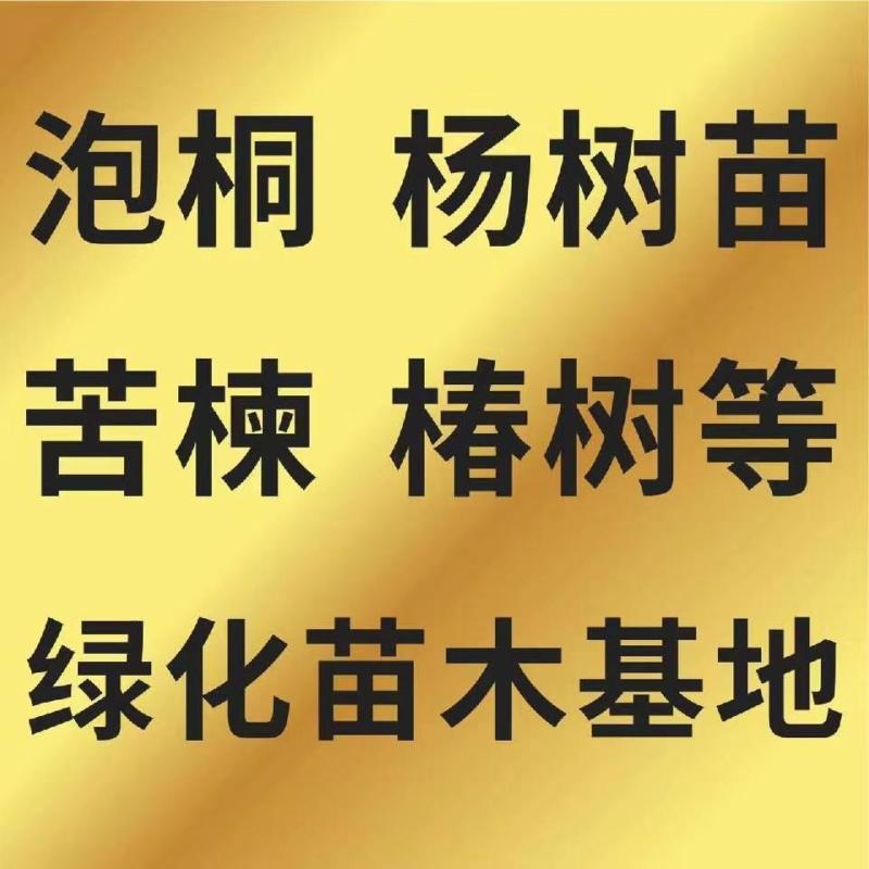 吉德杨杨树苗，无絮杨，吉德杨，南林3412，3804，