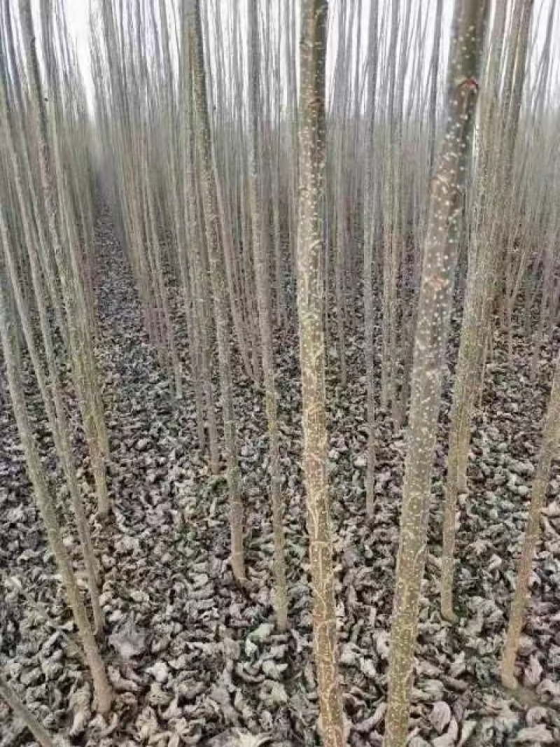 吉德杨杨树苗，无絮杨，吉德杨，南林3412，3804，