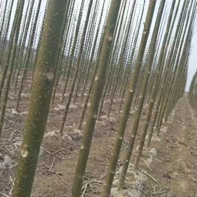 吉德杨杨树苗，无絮杨，吉德杨，南林3412，3804，