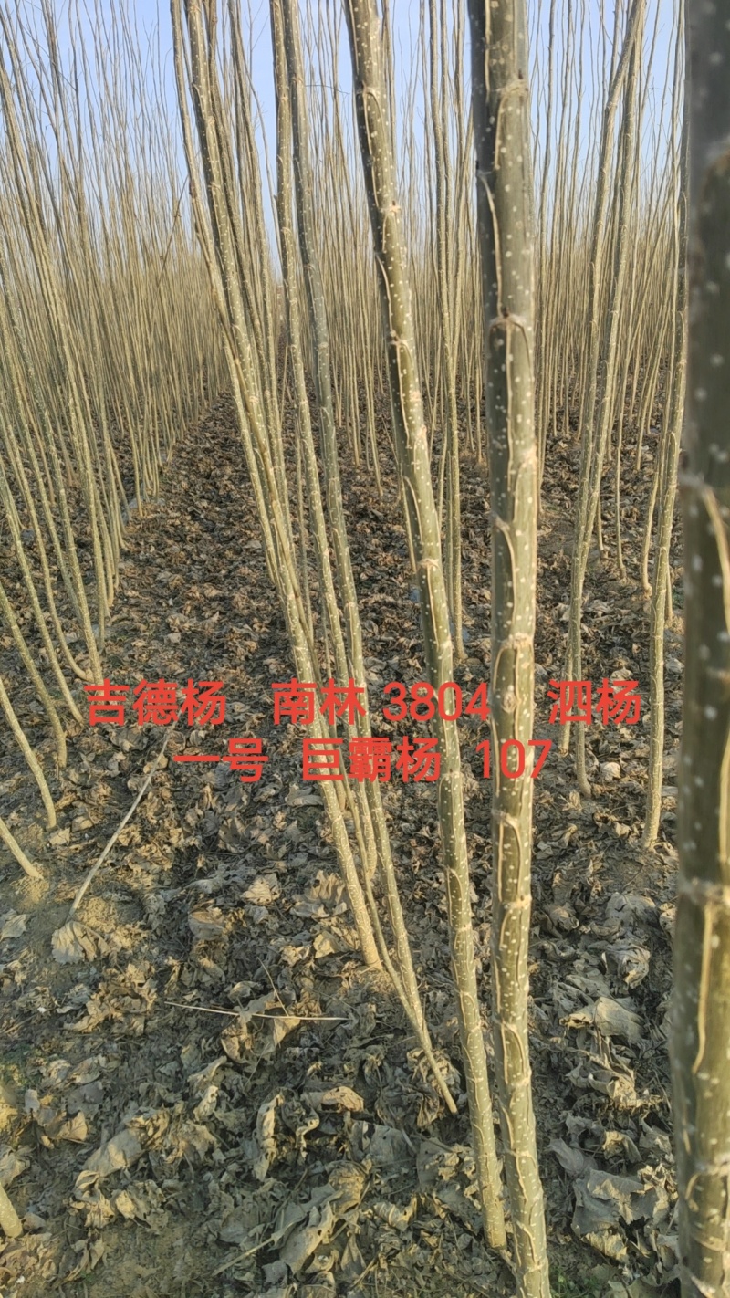吉德杨杨树苗，无絮杨，吉德杨，南林3412，3804，