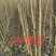 吉德杨杨树苗，无絮杨，吉德杨，南林3412，3804，