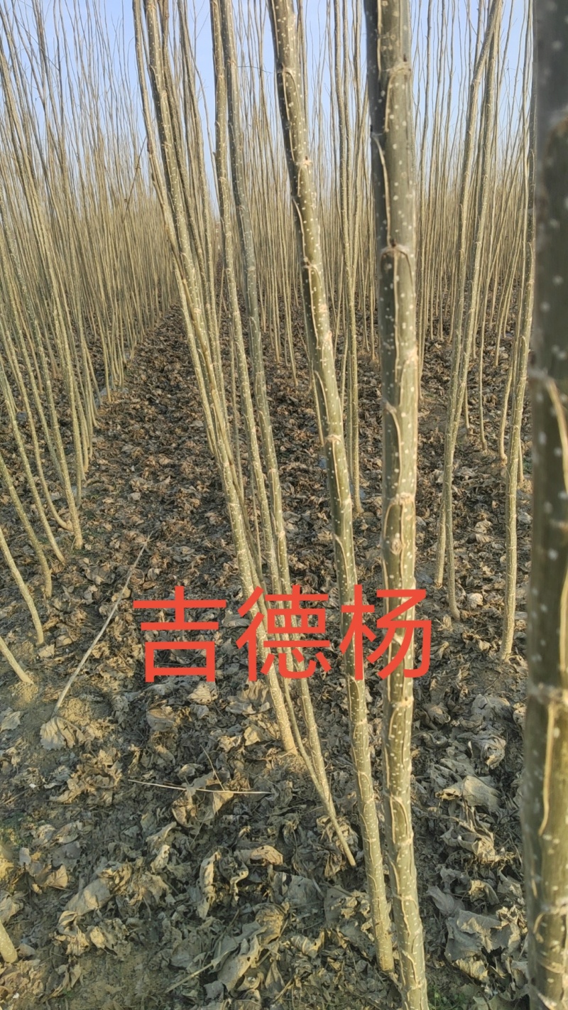吉德杨杨树苗，无絮杨，吉德杨，南林3412，3804，