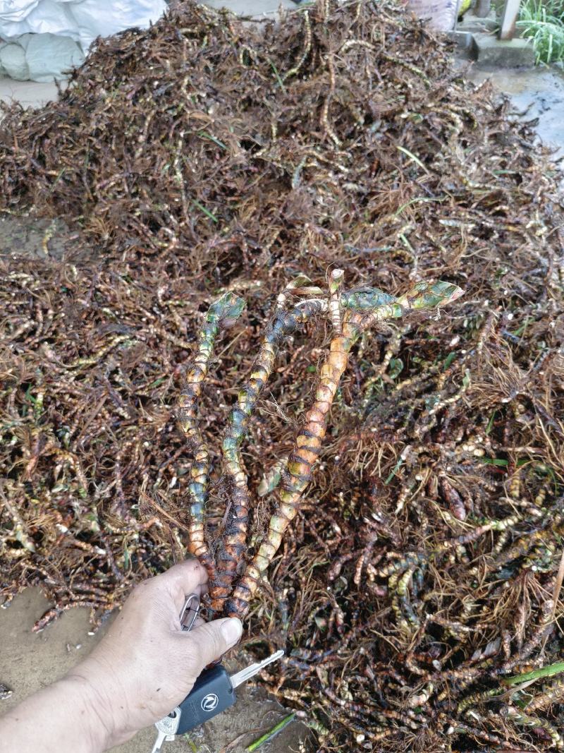 精选高产正品石菖蒲、基地直供量大从优、长势快、根粗