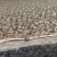 精选高产正品石菖蒲、基地直供量大从优、长势快、根粗