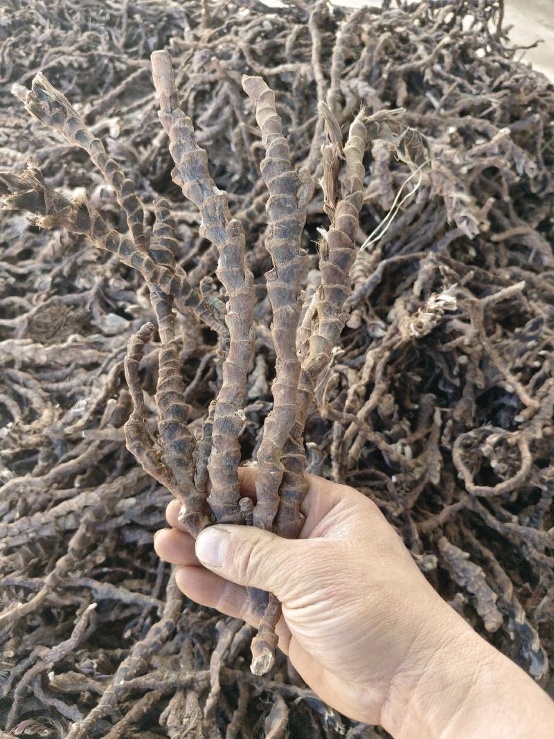 精选高产正品石菖蒲、基地直供量大从优、长势快、根粗