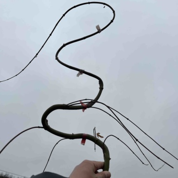 青流泉造型小苗侧枝多形状好成活率高基地直发