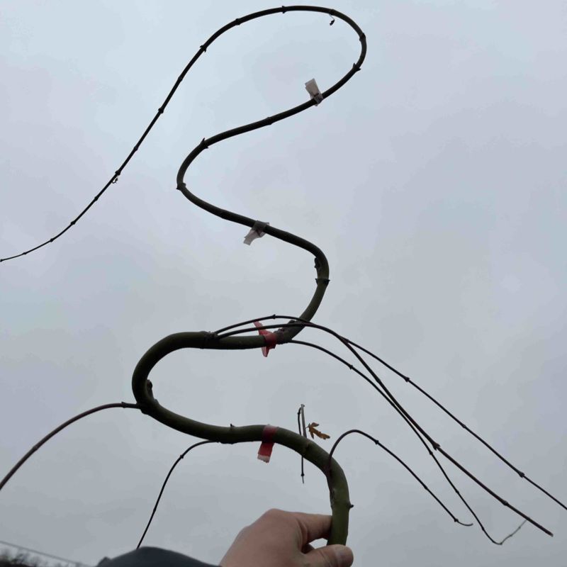 青流泉造型小苗侧枝多形状好成活率高基地直发
