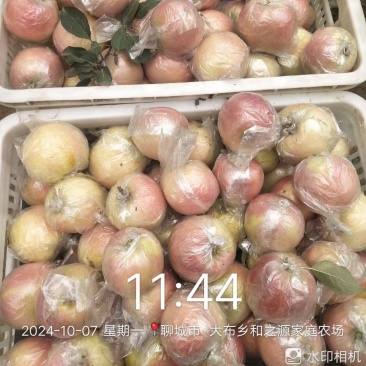 冰糖心红富士