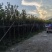 黄花风铃木,多花广东苗木基地直发质量保证欢迎订购