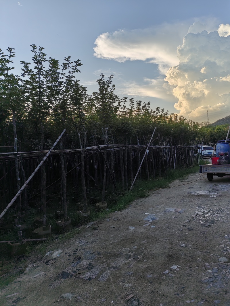 黄花风铃木，多花广东苗木基地直发质量保证欢迎订购