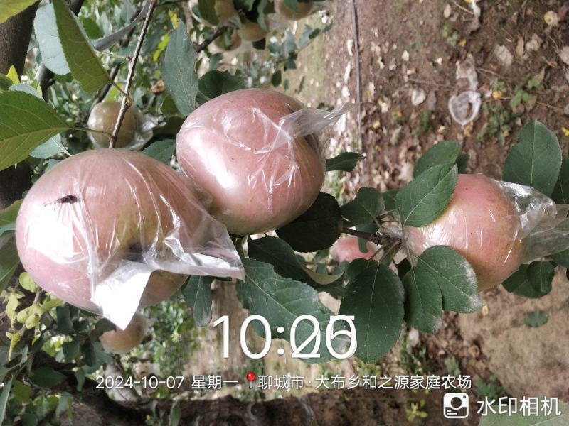 冰糖心红富士