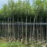 黄花风铃木,多花广东苗木基地直发质量保证欢迎订购