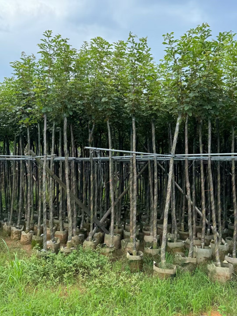 黄花风铃木，多花广东苗木基地直发质量保证欢迎订购
