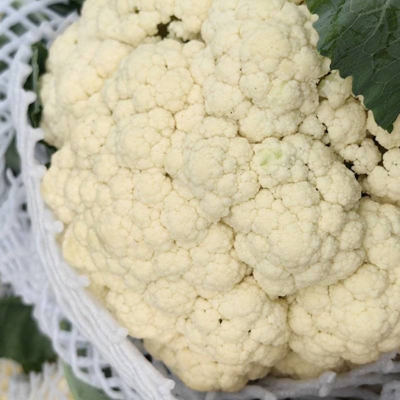 河南开封青梗白面有机花菜大量供应中