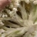 河南开封青梗白面有机花菜大量供应中