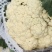 河南开封青梗白面有机花菜大量供应中