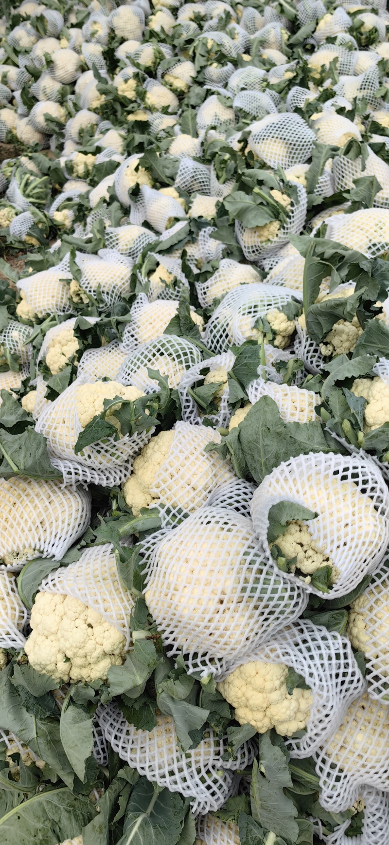 河南开封青梗白面有机花菜大量供应中