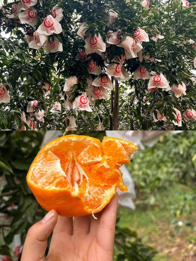 爱媛38号果冻橙，像果冻一样可以吸着吃的一款橙子。