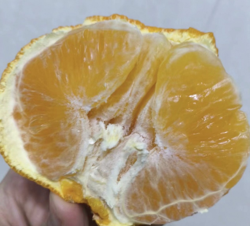 爱媛38号果冻橙，像果冻一样可以吸着吃的一款橙子。