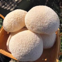 【鲜猴头菇】基地直供，一手货源，质量保证，欢迎采购