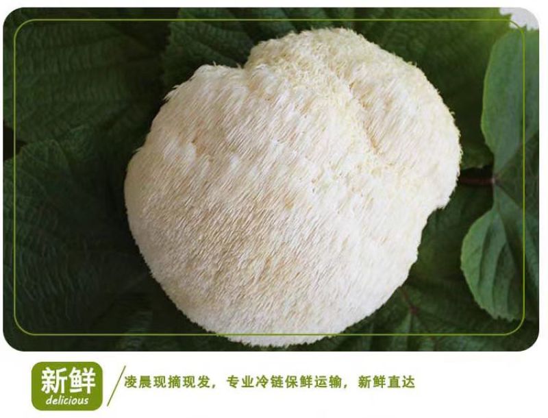 【鲜猴头菇】基地直供，一手货源，质量保证，欢迎采购