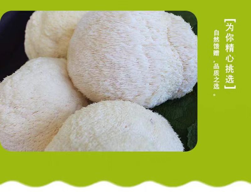 【鲜猴头菇】基地直供，一手货源，质量保证，欢迎采购