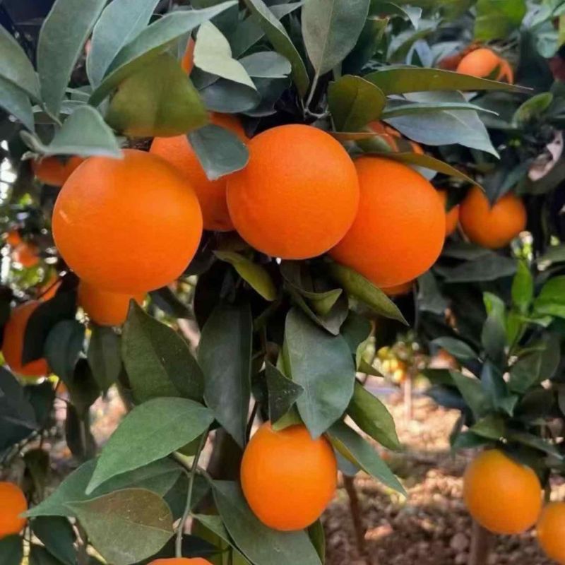 湖南怀化纽荷尔脐橙大量供应橙子产地一手货源诚信经营