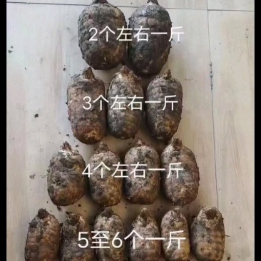 乌天麻，云南人种天养，真正的仿野生、有机，高山密林基地！