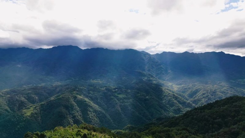 乌天麻，云南人种天养，真正的仿野生、有机，高山密林基地！