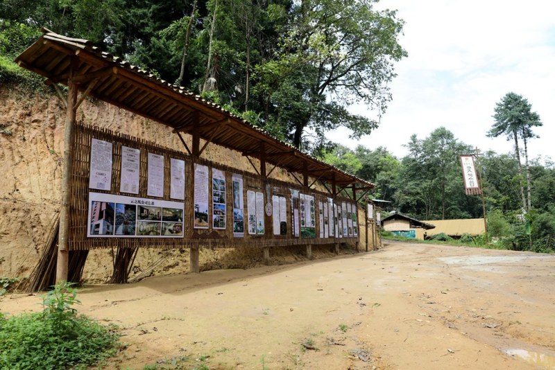 乌天麻，云南人种天养，真正的仿野生、有机，高山密林基地！