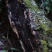 乌天麻，云南人种天养，真正的仿野生、有机，高山密林基地！