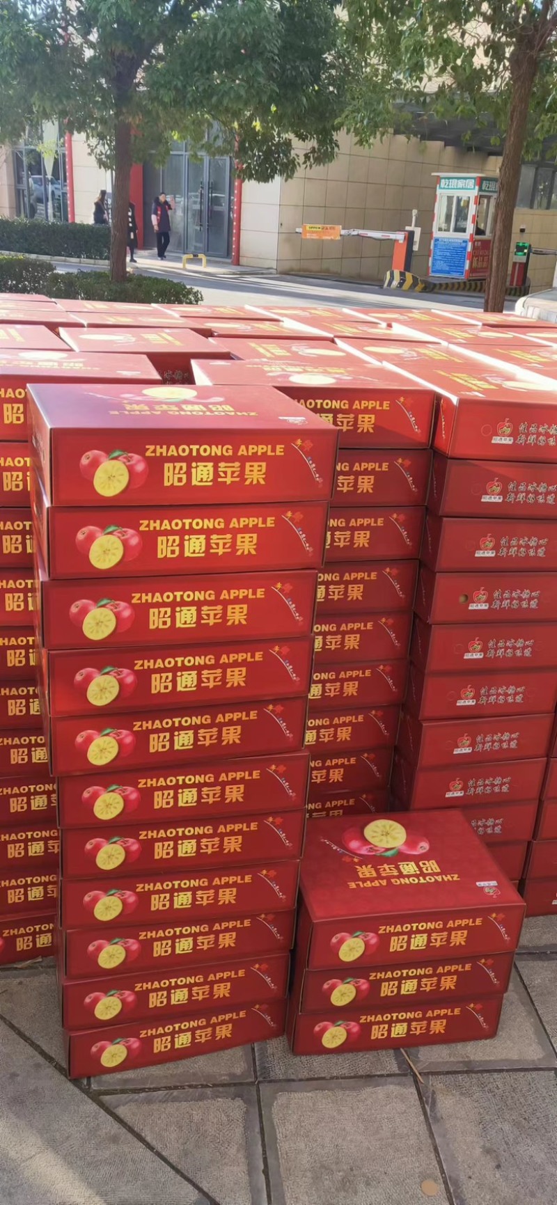 ［丑苹果］云南昭通糖心苹果上市供应，量大价优对接各种渠道