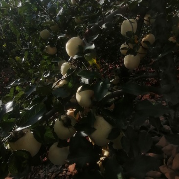 陕西红富士苹果
